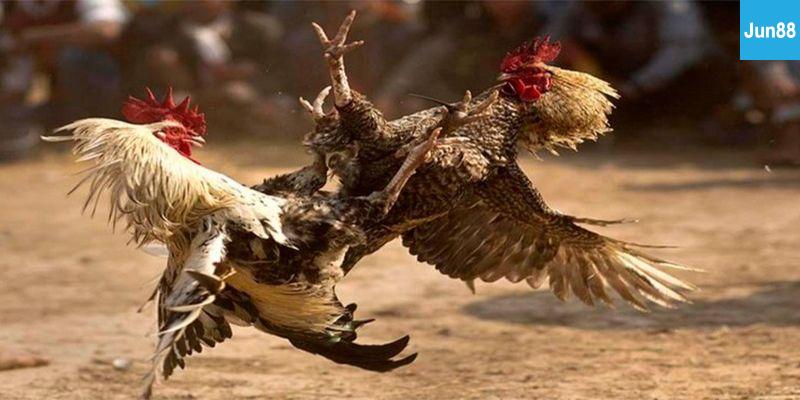 Tại sao đá gà trực tiếp 88 tại Jun88 lại thu hút người chơi?