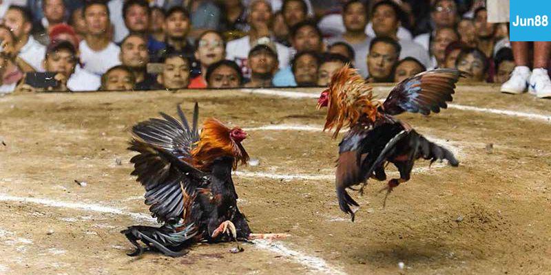 Kinh nghiệm cược đá gà hiệu quả