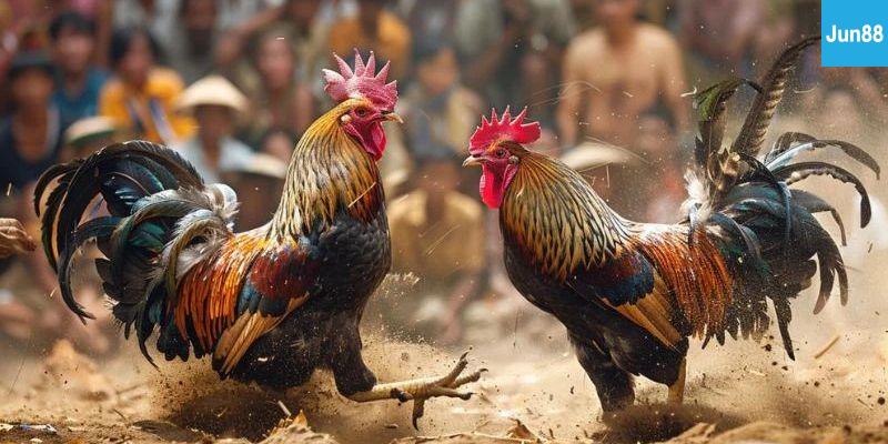 Trực tiếp đá gà hôm nay Bí quyết xem đá gà hấp dẫn hơn